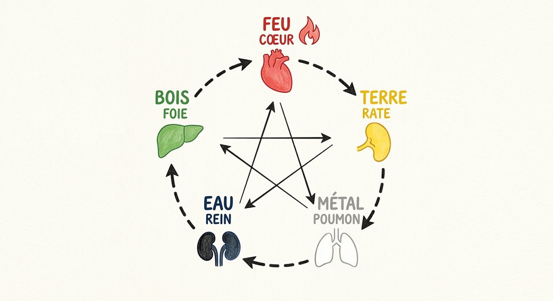 Schéma illustré du cycle des 5 éléments : Bois, Feu, Terre, Métal, Eau