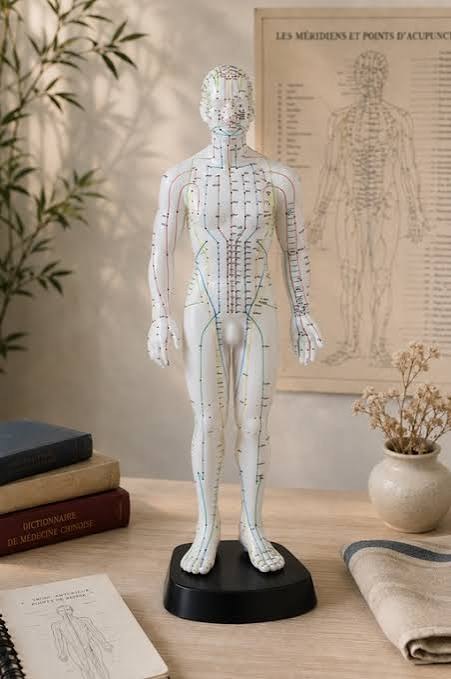 Mannequin pédagogique montrant le tracé des méridiens d'acupuncture