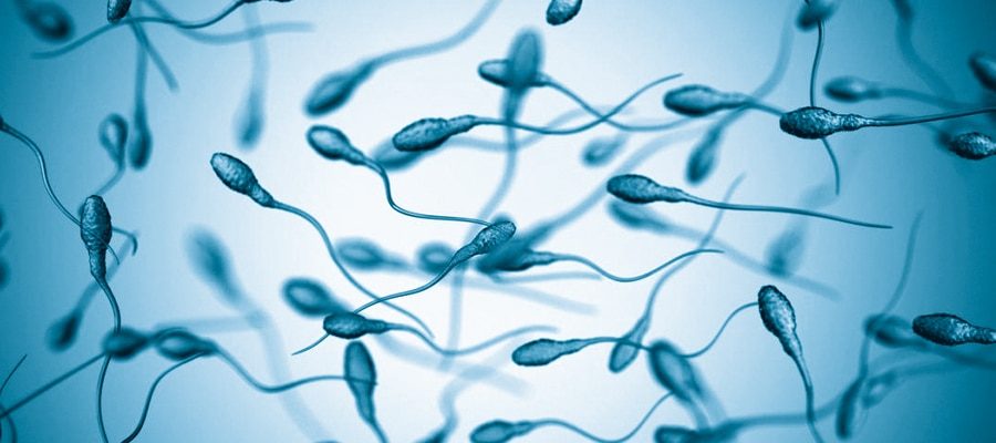 Fertilité masculine et spermogramme